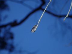 Lasioglossum peraustrale