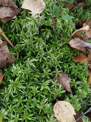 Sphagnum riparium