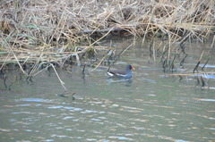 Gallinula chloropus