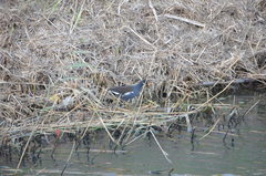 Gallinula chloropus