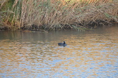 Fulica atra