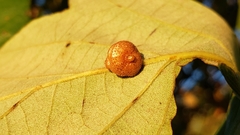 Andricus nigricens