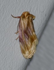 Chamaeclea basiochrea