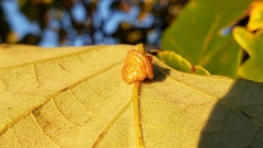 Andricus nigricens