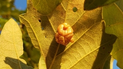 Andricus nigricens