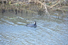 Fulica atra
