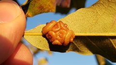 Andricus nigricens
