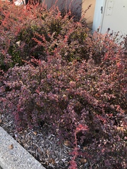 Berberis thunbergii