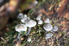 Mycena arcangeliana