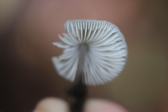 Mycena arcangeliana