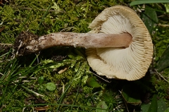 Lepiota brunneoincarnata