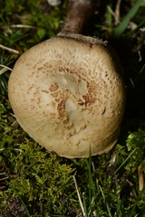 Lepiota brunneoincarnata