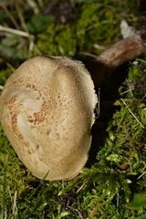 Lepiota brunneoincarnata