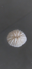 Scleractinia