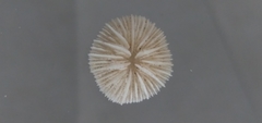 Scleractinia