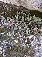 Sedum spathulifolium