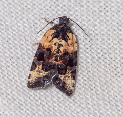 Asthenoptycha iriodes