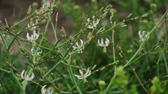 Trachyandra revoluta