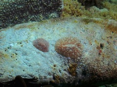 Asteronotus mimeticus