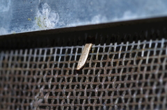Mesophleps albilinella
