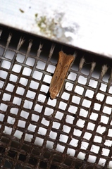 Mesophleps albilinella