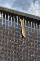 Mesophleps albilinella