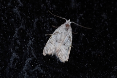 Nola thyrophora