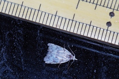 Nola thyrophora