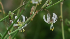 Trachyandra revoluta