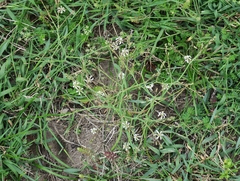 Trachyandra revoluta