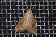 Udea ferrugalis