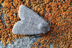 Caradrina gilva