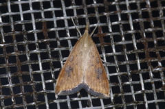 Udea ferrugalis