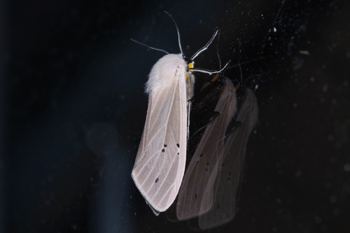 Clouded Tiger Moth photo 4