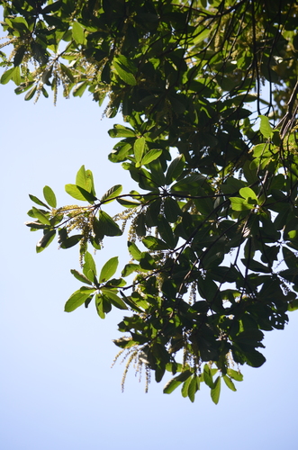 Clethra scabra (Clethra scabra)
