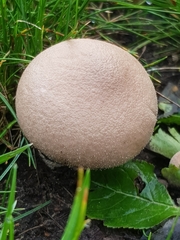 Lycoperdon lividum