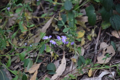 Scaevola albida