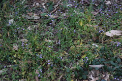 Scaevola albida