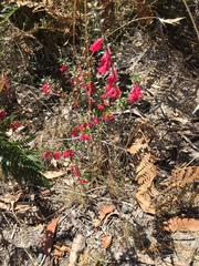 Epacris impressa