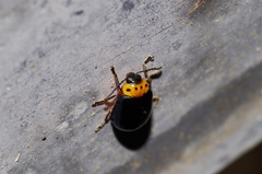 Morphosphaera caerulea