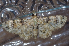 Gymnoscelis admixtaria