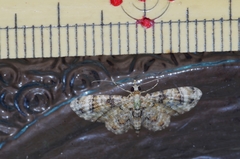 Gymnoscelis admixtaria