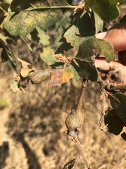 Andricus chrysolepidicola