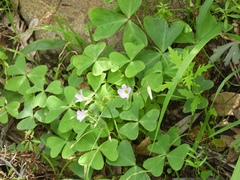 Oxalis alpina