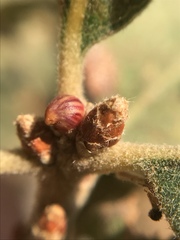 Callirhytis carmelensis