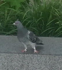 Columba livia