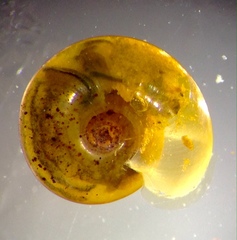 Helicorbis australiensis