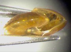 Helicorbis australiensis