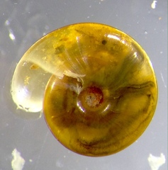 Helicorbis australiensis