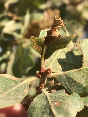 Callirhytis carmelensis